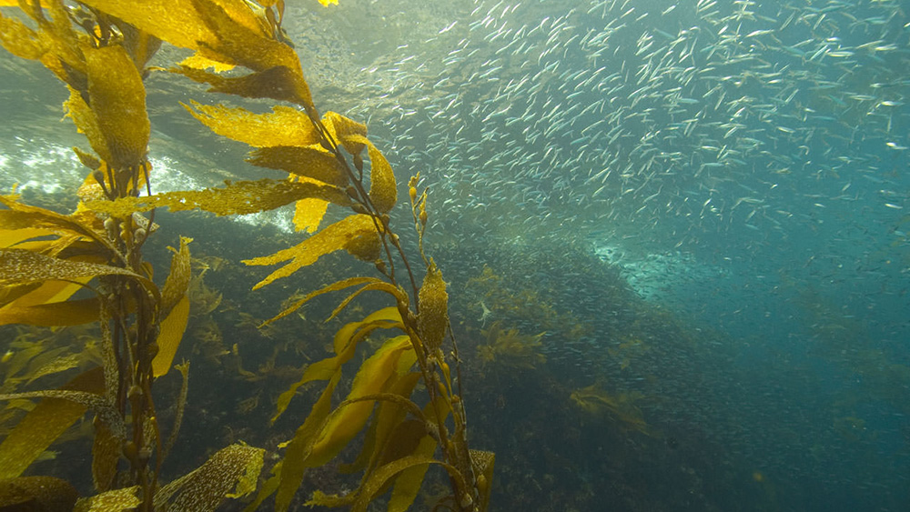 Scientists Investigate Ways to Transform Seaweed Into Energy and Food